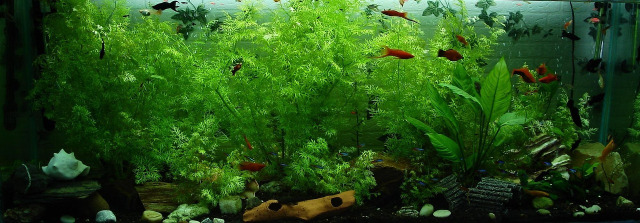 freshwater aquarium neon tetra plants