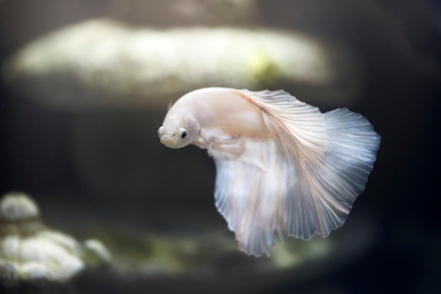 aquarium maintenance cleaning