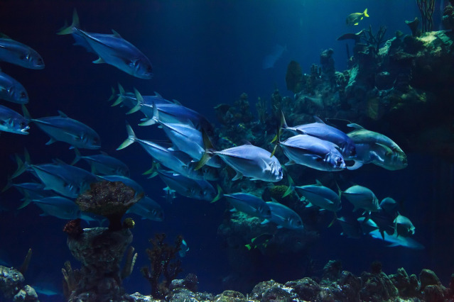 reef aquarium water quality