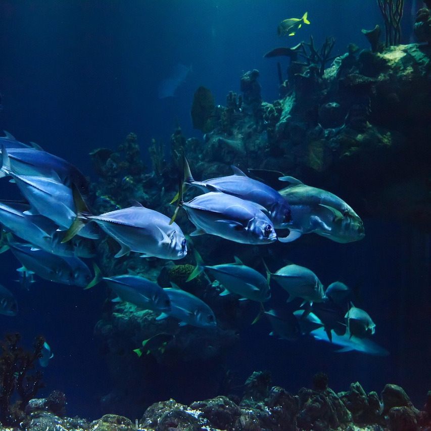 reef aquarium service Bandon Oregon