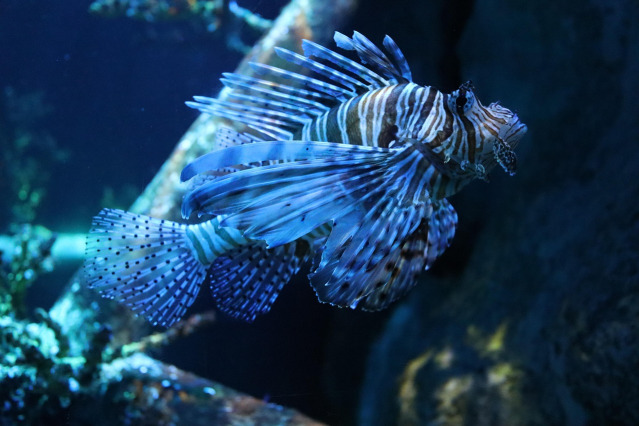 aquarium quarantine emergency service