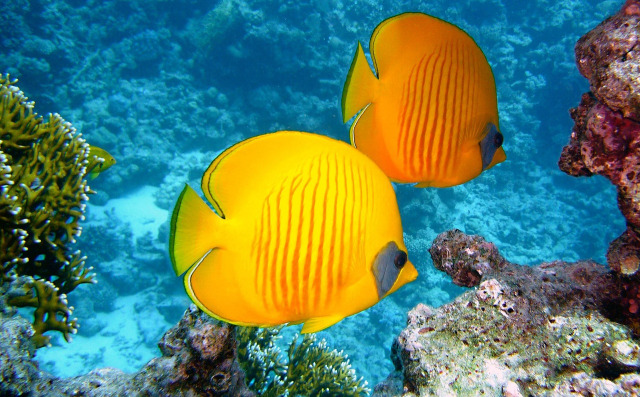 brackish aquarium fish