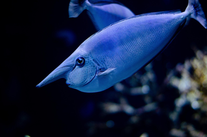 aquarium maintenance water quality and cleaning