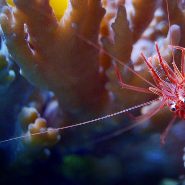 reef coral closeup