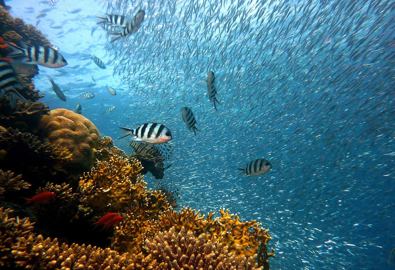 reef aquarium corals and fish